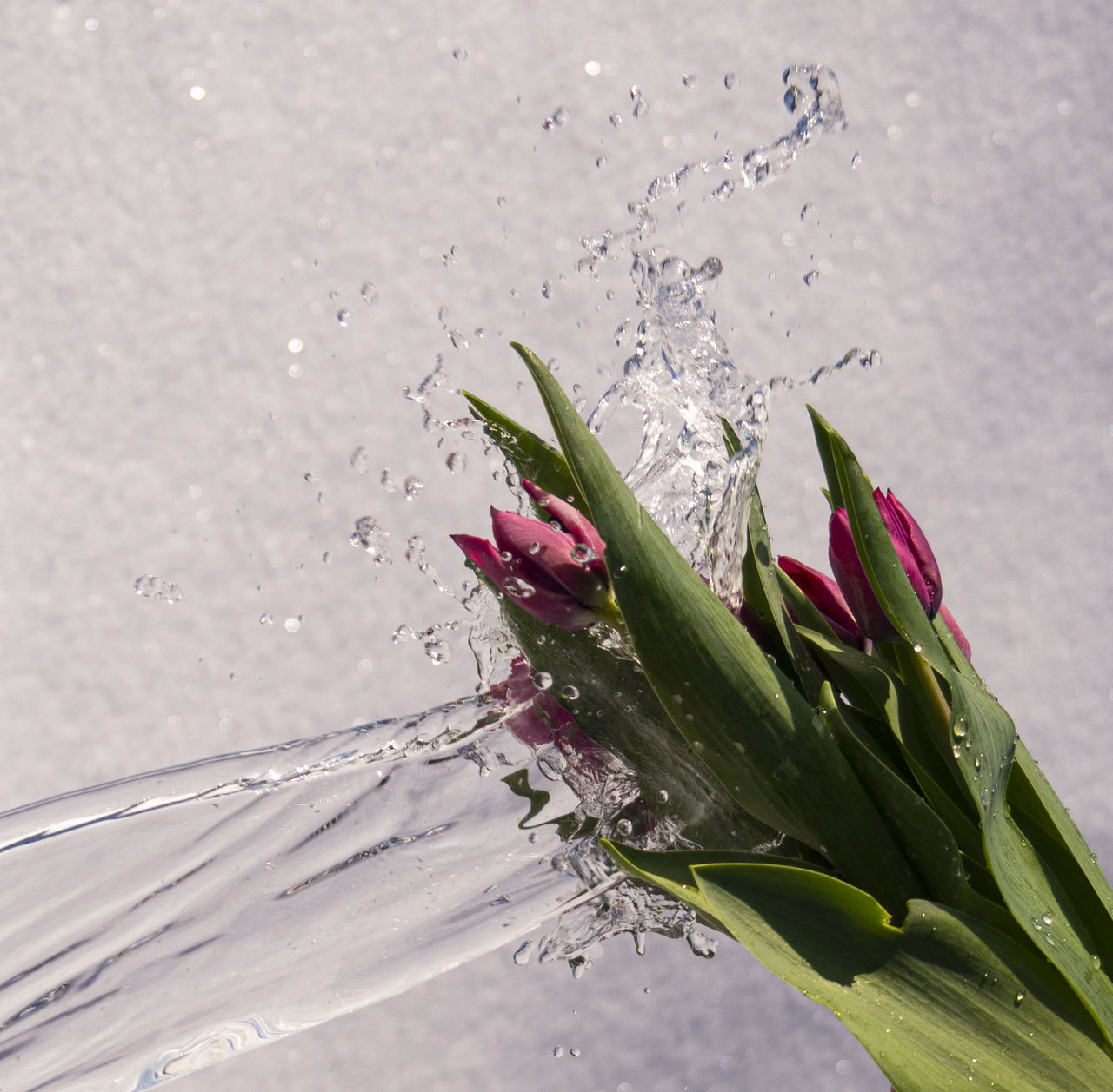 CLOSE-UP OF WET RED FLOWER ON WATER