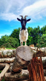 A goat on logs