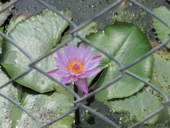 Close-up of lotus water lily in pond