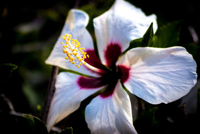 Close-up of flower blooming outdoors