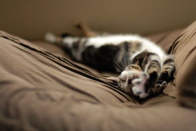 Close-up of cat lying on bed at home