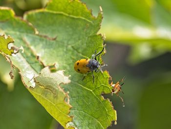 Close-up of insect on plant