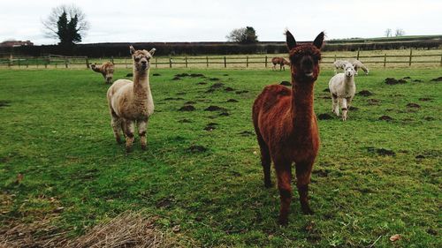 Alpacas on field against sky