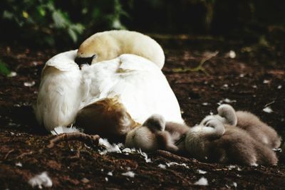 Mute swan with cygnets relaxing on field