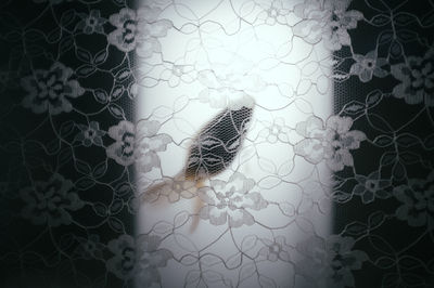 Close-up of lizard on wall at home