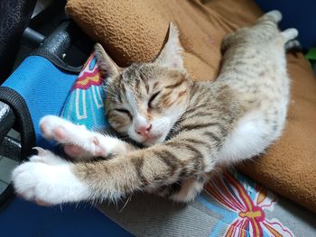 High angle view of cat sleeping at home