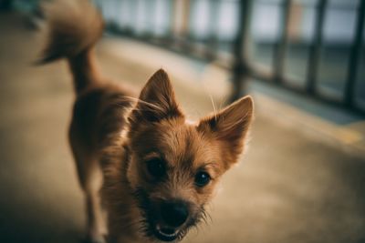 Close-up portrait of dog standing outdoors