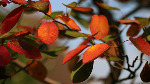 Close-up of leaves growing on tree