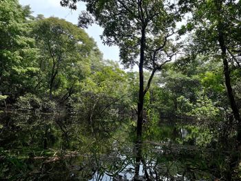 Trees and plants growing in forest