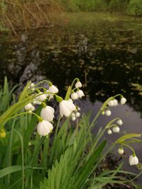 Close-up of white flowering plants on field