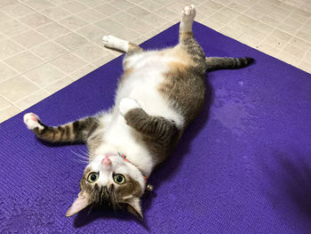 High angle view of cat lying on tiled floor