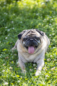 A nice pug sits