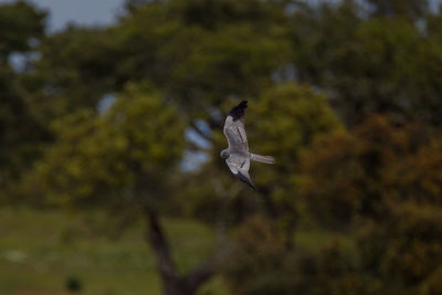 Low angle view of bird flying