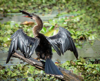 Bird flying over a lake