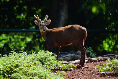 Close-up of deer in field