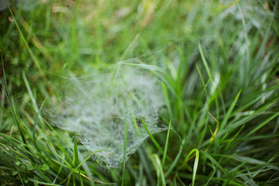 Close-up of grass growing on field