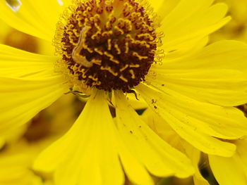 Close-up of fresh sunflower blooming outdoors