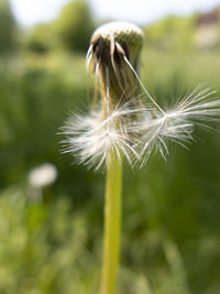 Close-up of dandelion against blurred background