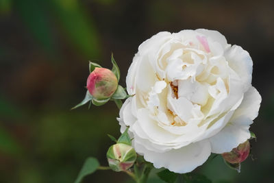 Closed up blooming rose by natural light