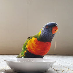 Close-up of parrot perching on wall