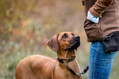 Rhodesian ridgeback standing in front of a woman looking at hand, waiting for treats, brown color