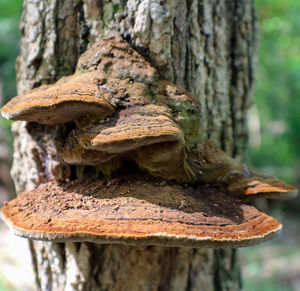 Close-up of mushroom on tree trunk in forest
