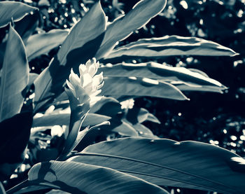 Close-up of flowering plant