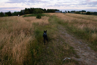 Rear view of man on field against sky