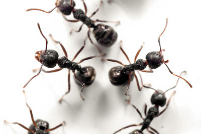 Close-up of ant on black background