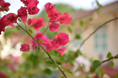 Close-up of pink bougainvillea blooming on tree