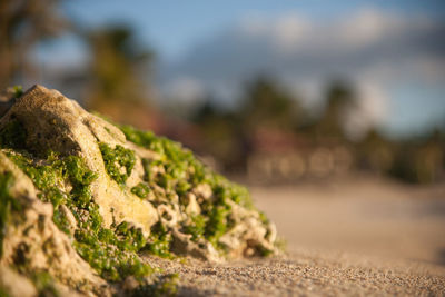 Close-up of moss on rock