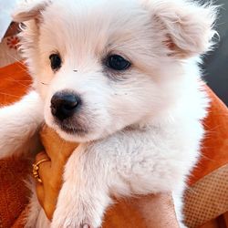 Close-up portrait of dog sticking out tongue