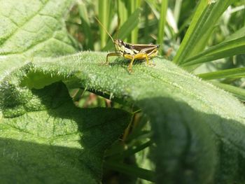 Close-up of insect on plant