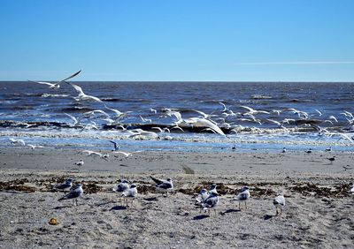 Seagulls on beach