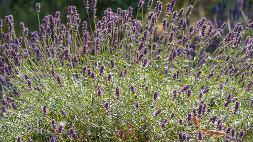 Close-up of purple flowering plants on field