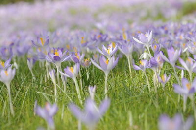 Close-up of crocus flowers blooming on field