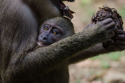 Close-up of monkey looking away