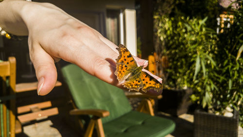 Cropped hand holding butterfly on sunny day