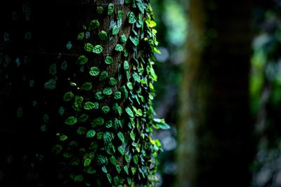 Close-up of leaves on tree trunk