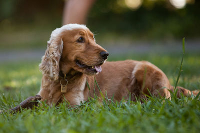 Close-up of dog on grass