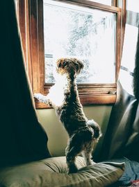 Portrait of dog sitting on window