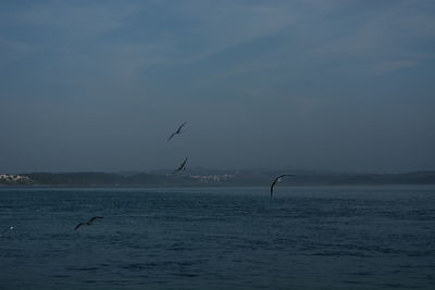 Seagull flying over sea against sky