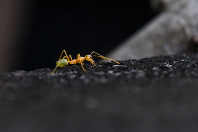 Close-up of insect