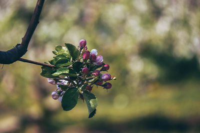 Close-up of pink flowering plant