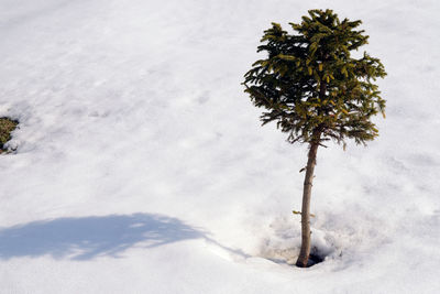 Close-up of tree on snow field against sky