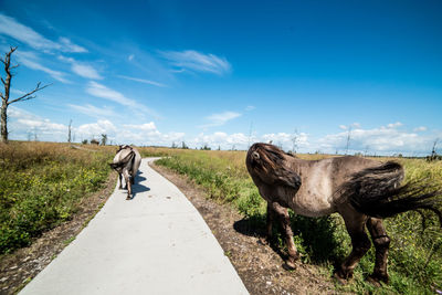 Horse walking on road amidst land against sky