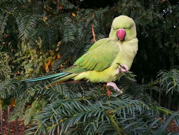 Close-up of parrot perching on tree