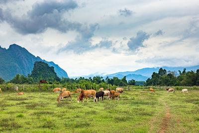 Horses in a field