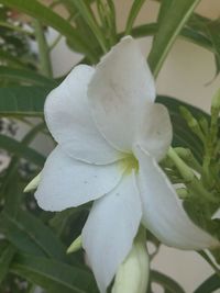 Close-up of white flowering plant