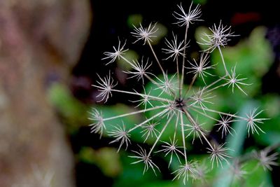 Close-up of plant against blurred background